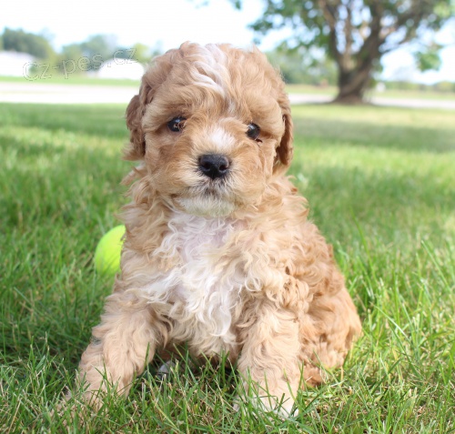 kavapoo (kaval�r king charles / pudl mix) �pan�l �t��ata, kte�� hledaj� nav�dy domovy.