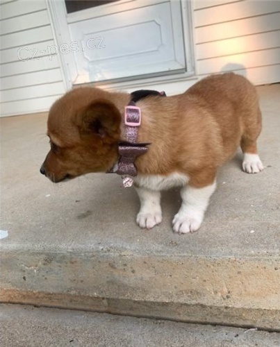 Pembroke Welsh, �t��ata Corgi