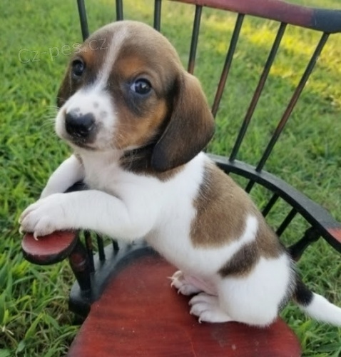 �t�n� jezev��ka trpasli��ho