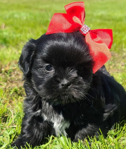 �ern� SHIH TZU BEZ PP