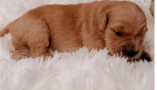 zlatý retrívr štěňata 1 dívka, 1 chlapec zlatý retrívr štěňata 1 dívka, 1 chlapec