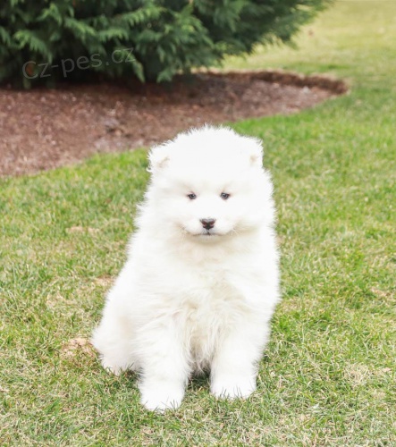 Milující štěňata Samojed k adopci Milující štěňata Samojed k adopci