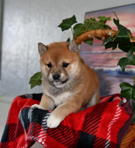 Fantastická štěňata Shiba Inu pro dobrý domov Fantastická štěňata Shiba Inu pro dobrý domov