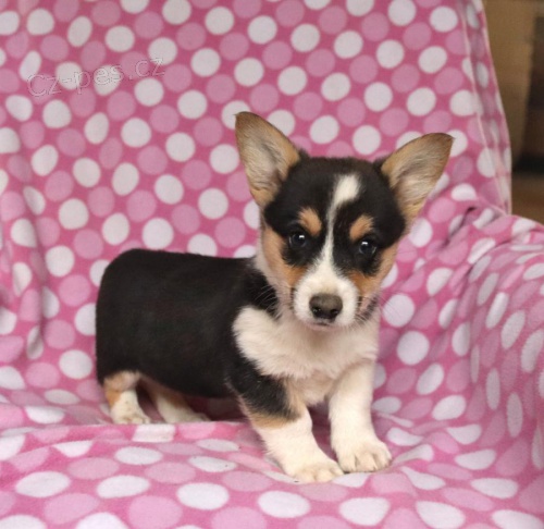 Milující štěňata Welsh Corgi Pembroke k adopci Milující štěňata Welsh Corgi Pembroke k adopci