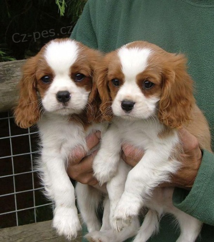 kavalír king charles štěňata .. kavalír king charles štěňata ..