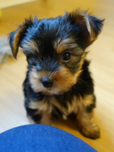 mini york��rsk� teri�r.