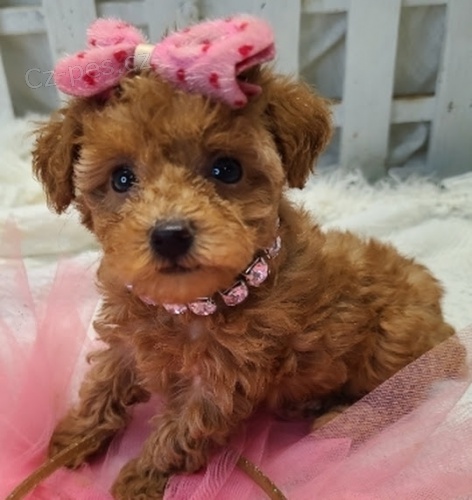 meru�kov� toy pudl �t��ata na prodej.