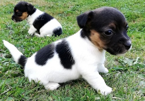 úžasná a zdravá štěňata jack russell teriéra na prodej. úžasná a zdravá štěňata jack russell teriéra na prodej.