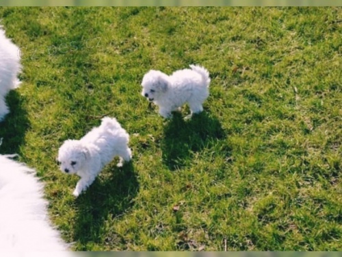 bolonsky 13v t�dn� chlapec a d�vka