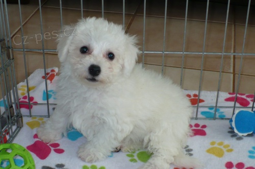Bichon frize   štěňata k dispozici a připravena k prodeji. Bichon frize   štěňata k dispozici a připravena k prodeji.
