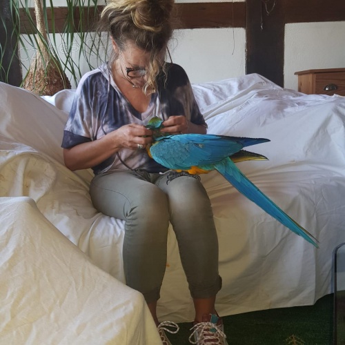 Prokázaná chovná dvojice modré a zlaté macaws Muž 9 let žena 7 let velmi poučný a zvyklý na lidi Prokázaná chovná dvojice modré a zlaté macaws Muž 9 let žena 7 let velmi poučný a zvyklý na lidi