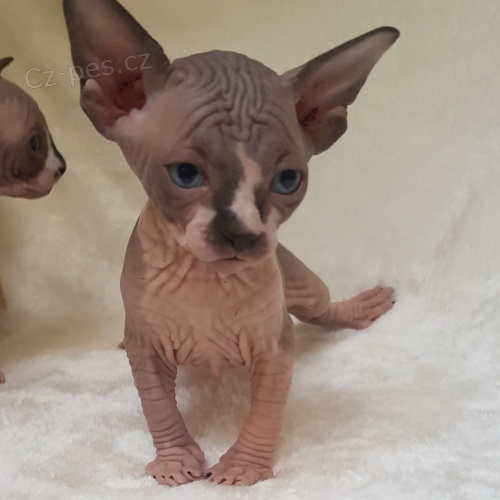 k dispozici roztomilá štěňátka koček Sphynx k dispozici roztomilá štěňátka koček Sphynx