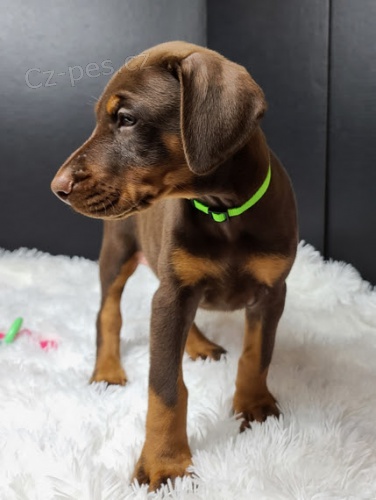 �t��ata Dobrman na prodej.