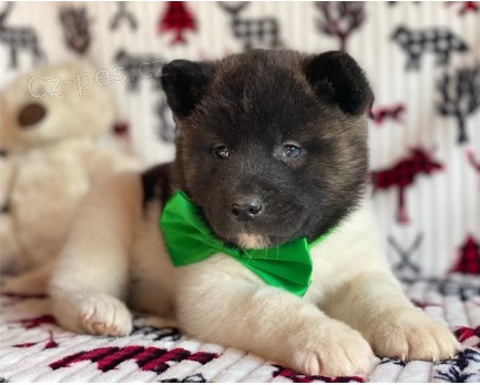 Štěňata Akita jsou připravena na nové rodiny. Štěňata Akita jsou připravena na nové rodiny.