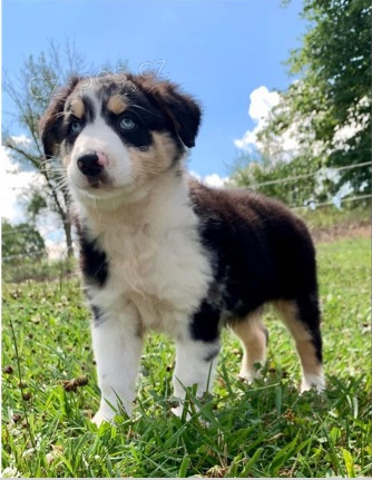 Australsk� ov��k je p�ipraven na nov� rodiny.