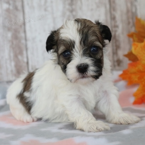 MINI havansk� �t���tka na prodej.