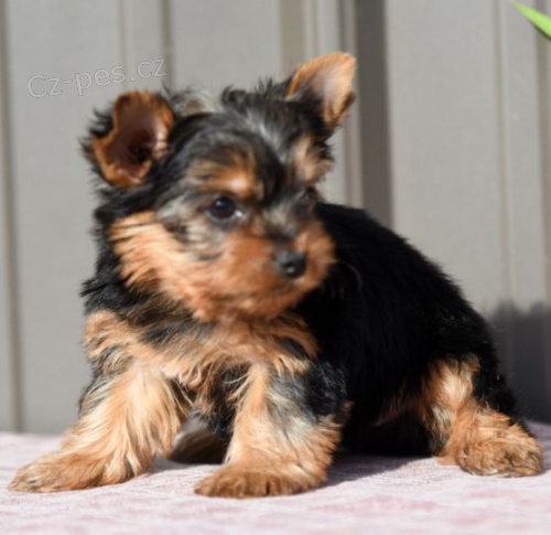 Jork��rsk� teri�r hledat �t��ata nov�ch domov� k adopci.