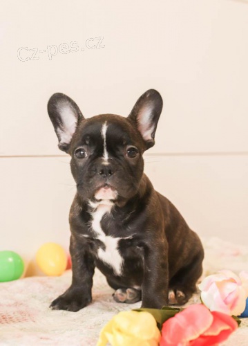 štěňata Francouzský buldoček  k adopci štěňata Francouzský buldoček  k adopci