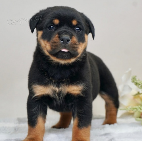 Kr�sn� a and�lsk� �t��ata rotvajler� na prodej