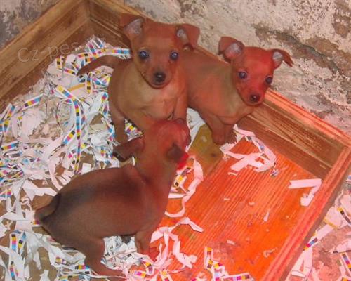 k dispozici �t��ata pin�e