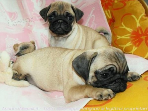 Karlino �t��ata pro p�ijet�