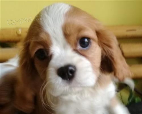 Cavalier king �t��ata k adopci