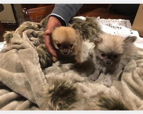 �t��ata �ivavy pro p�evle�en�