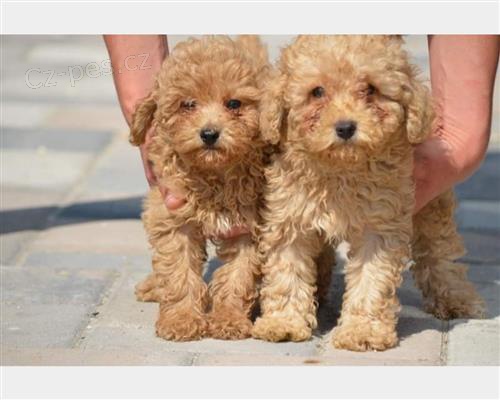 �t��ata Barboncino k adopci