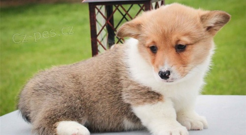 Corgi �t��ata