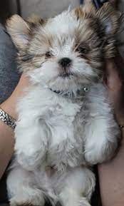 lžička štěňat shih tzu lžička štěňat shih tzu