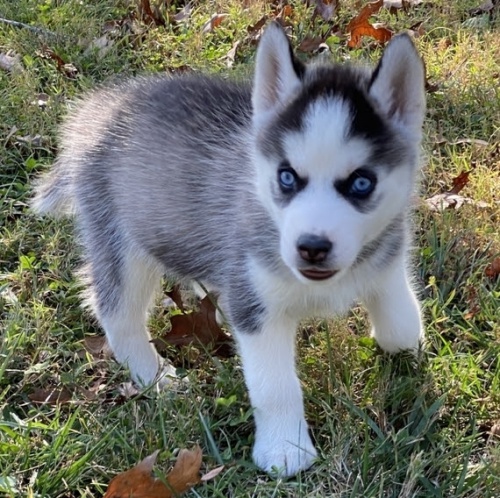 kr�sn� sibi�sk� husky na prodej
