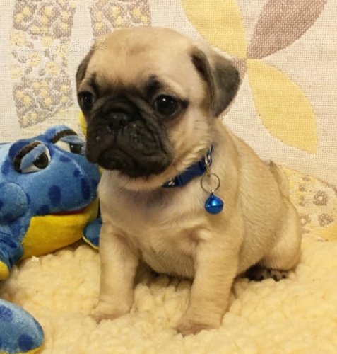 Kr�sn� zdrav� o�kovan� �t��ata mops� na prodej