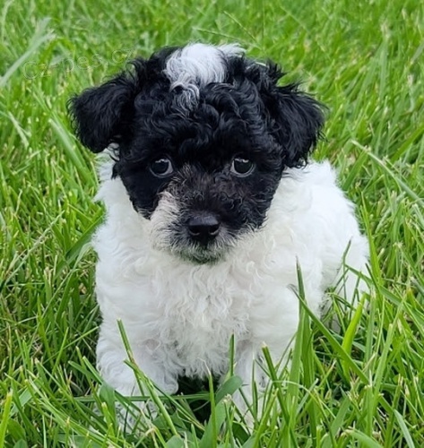 Trpasl�k pudl� �t��ata na prodej.