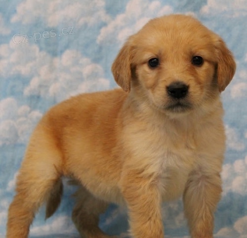 ��asn� �t��ata zlat�ho retr�vra na prodej.