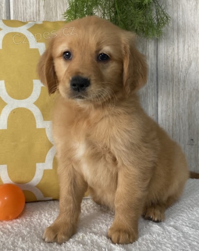 �t��ata zlat�ho retr�vra na prodej.