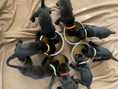 Labradorsk� �t��ata pobl� m�