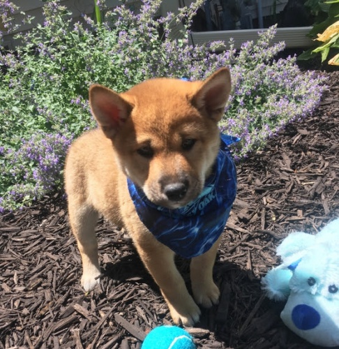kr�sn� miminka �t��ata shiba inu na prodej