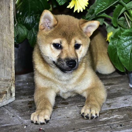 �t��ata shiba inu na prodej