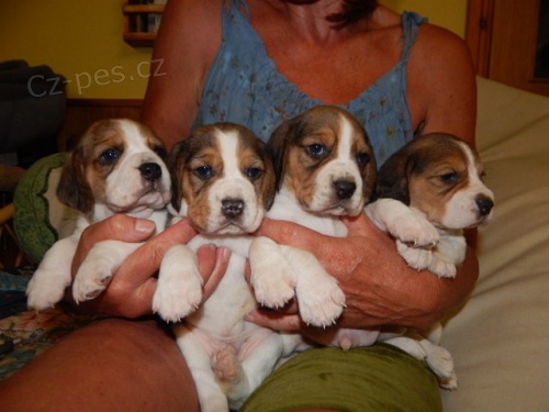 trikol�ra mini beagle �t��ata na prodej.