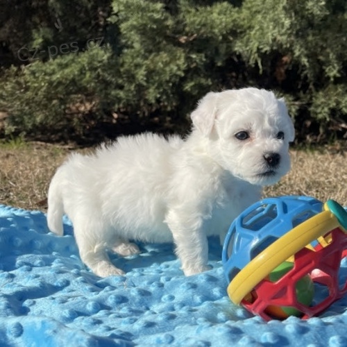 mini mini Bichon frize štěňata na prodej. mini mini Bichon frize štěňata na prodej.