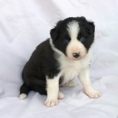 �t��ata border kolie na prodej