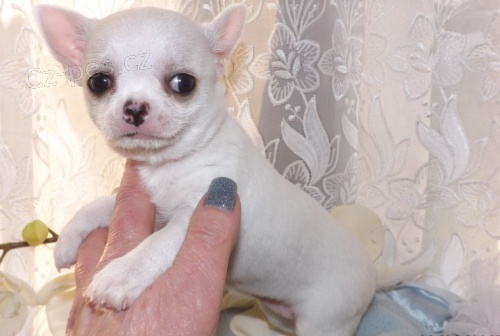 kr�sn� b�l� �aj ��lek �ivavy �t��ata na prodej