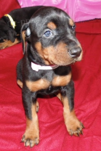 Dobrman pin� �t��ata na prodej.