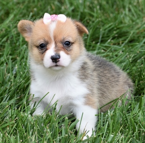 and�lsk� Pembroke Welsh Corgi �t��ata �t��ata na prodej.