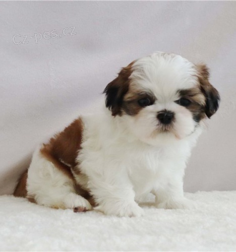 Kr�sn� �t���tka Imperial Shih Tzu