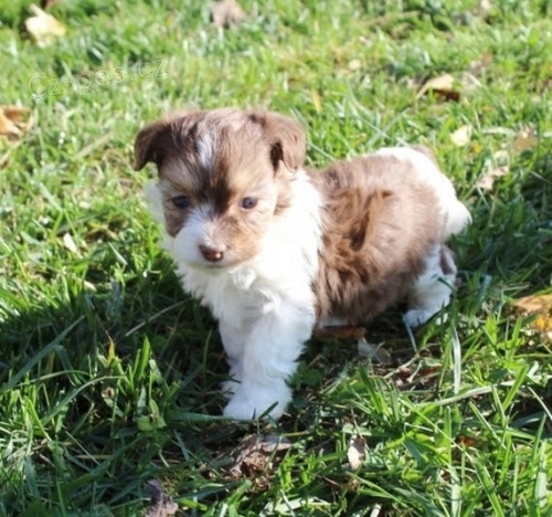 Havanese �t��ata na prodej.