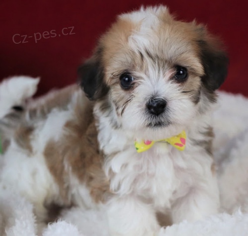 Havanese �t��ata na prodej.