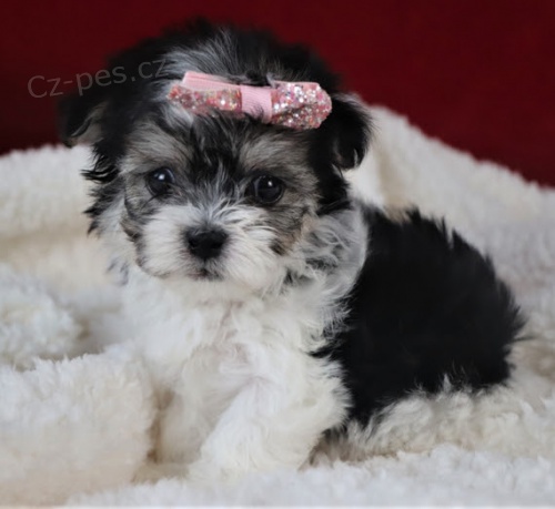 Havansk� mini �t���tka na prodej.