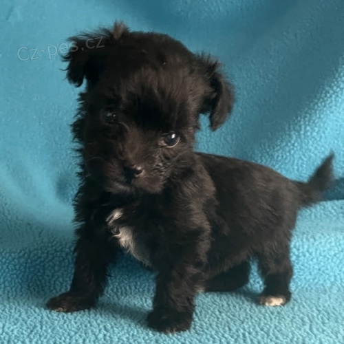 Havansk� �ern� �t���tka na prodej.