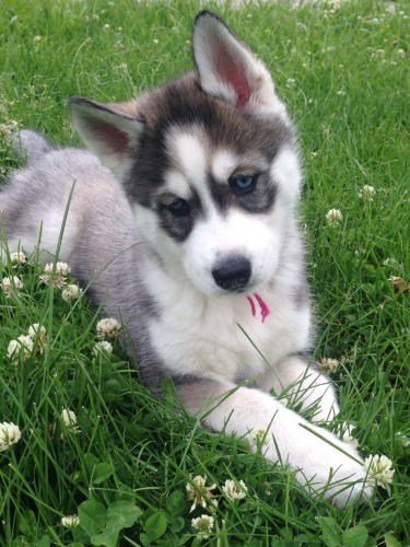 sibiřský husky úžasný. sibiřský husky úžasný.